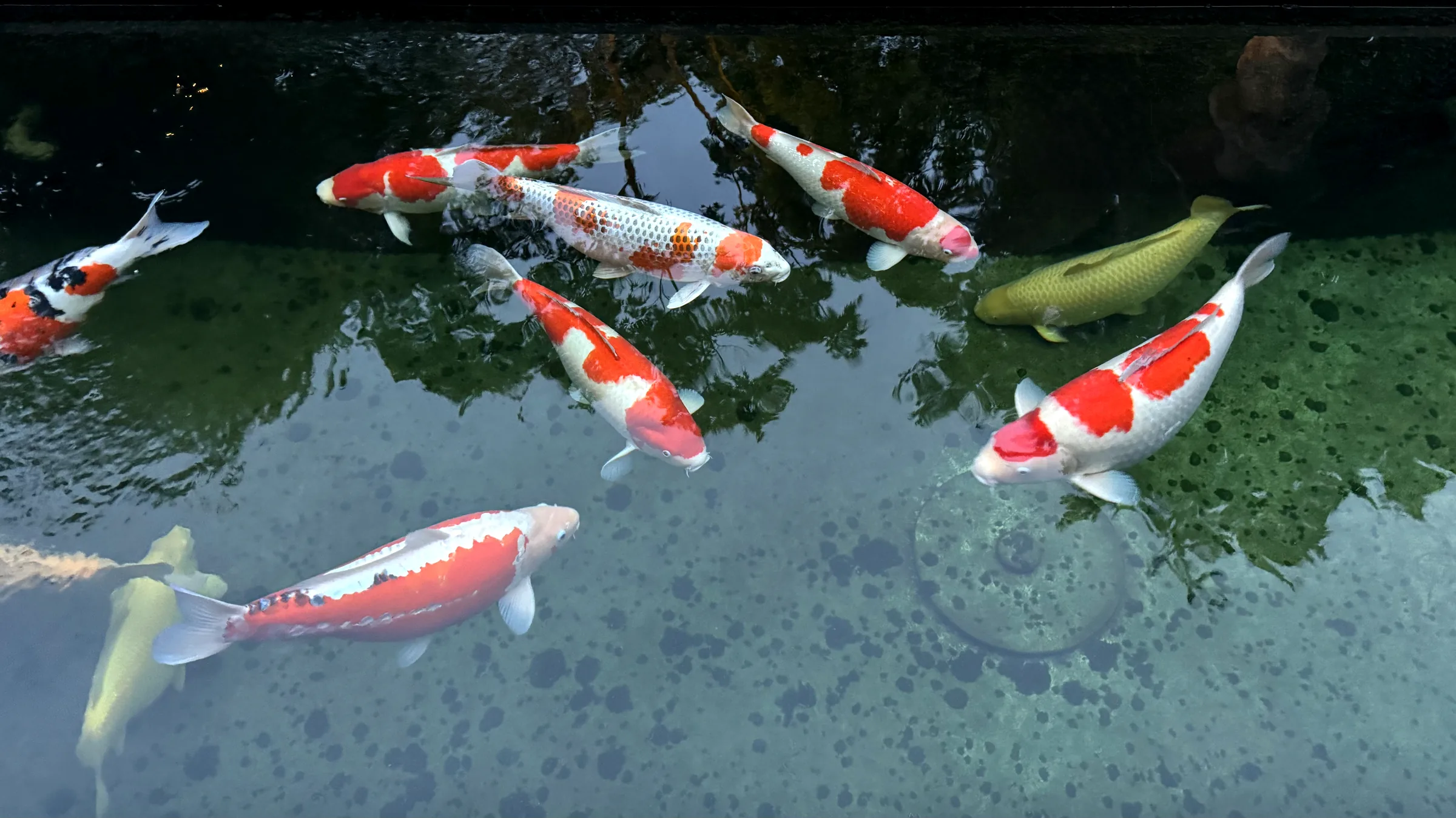 Japanische Koi in der Showteich-Hälterung von Koiya