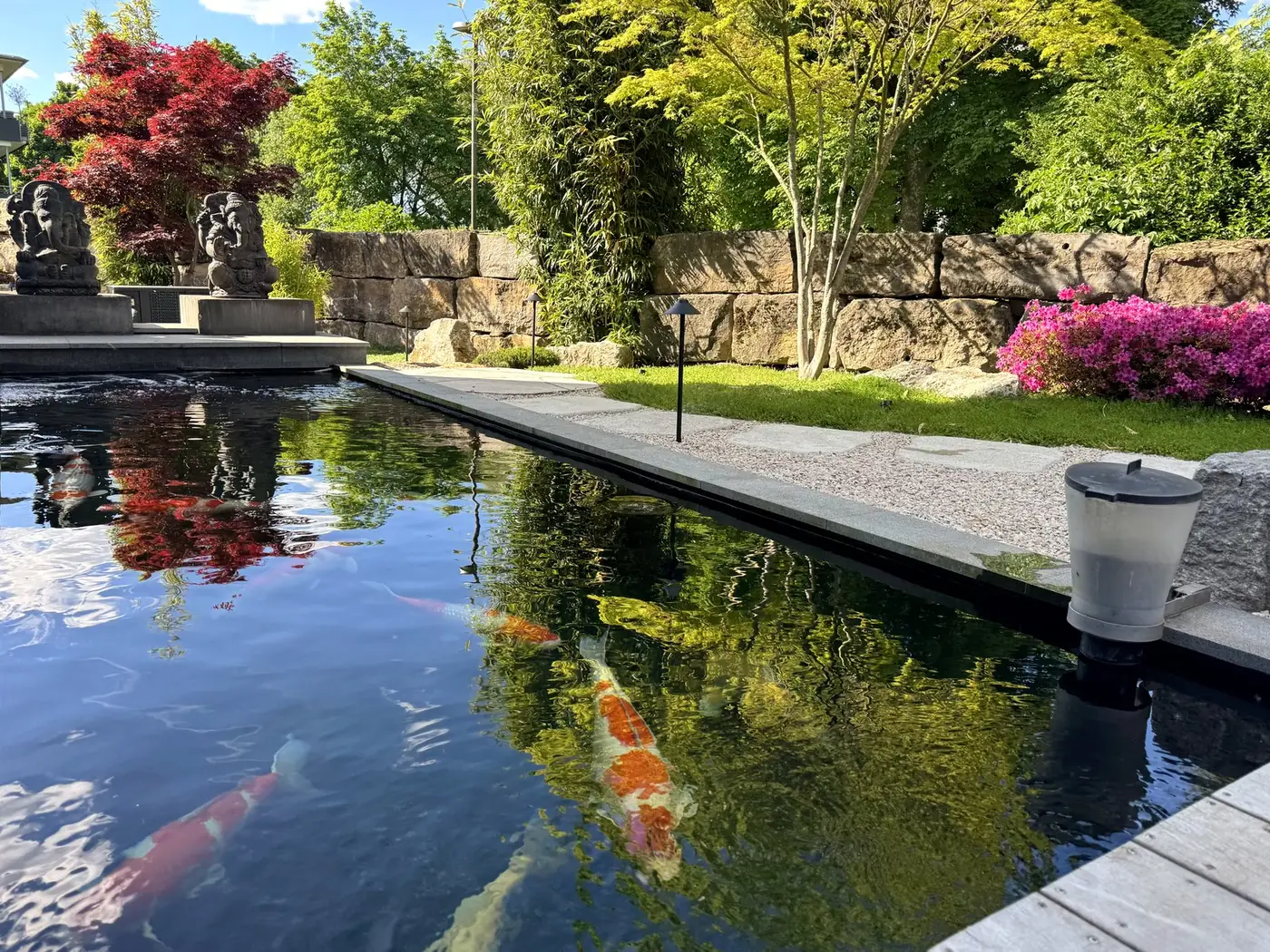 Showteich mit Koi im Japangarten von Koiya